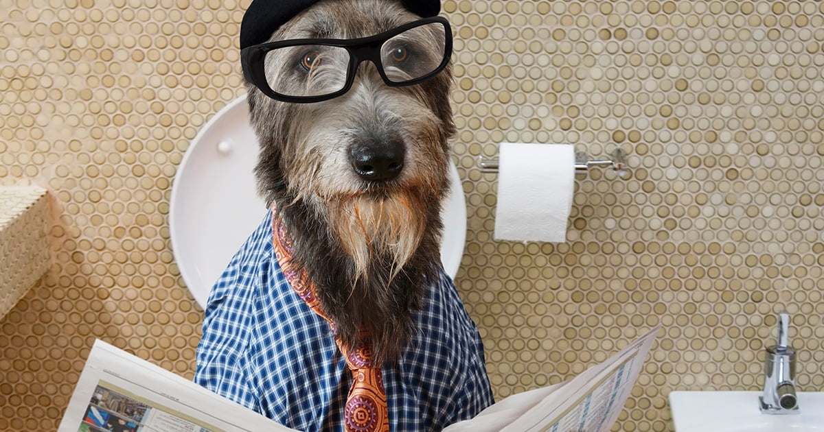 【トレーナーが解説】成犬でもやり直せる！トイレの3つのしつけ方法