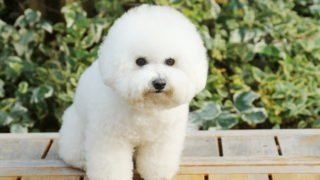 ビションフリーゼフェスティバル公式サイト