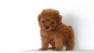 プードルフェスティバル公式サイト