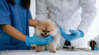 【しつけ教室が解説】狂犬病予防注射と犬の登録について令和5年度