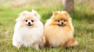 ポメラニアンフェスティバル公式サイト