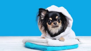 チワワEXPO公式サイト